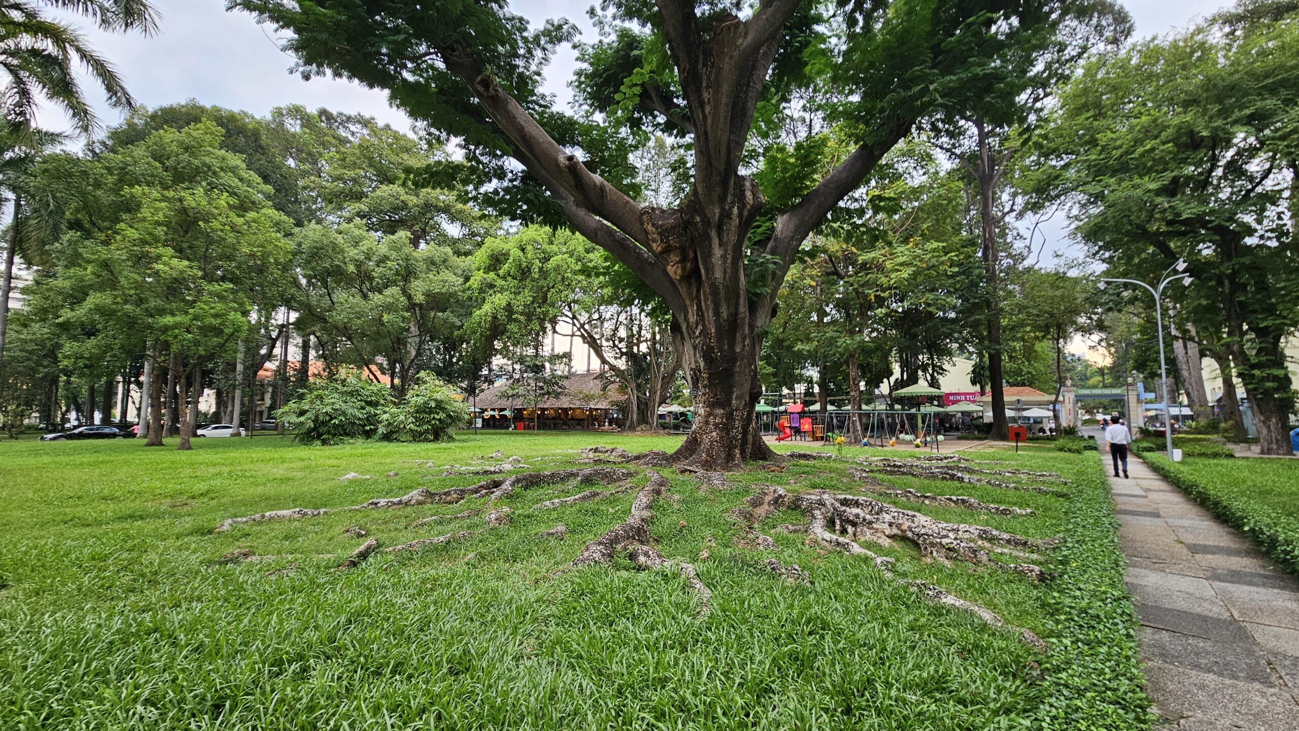 Verschlugene und tiefe Wurzeln des Baumes
